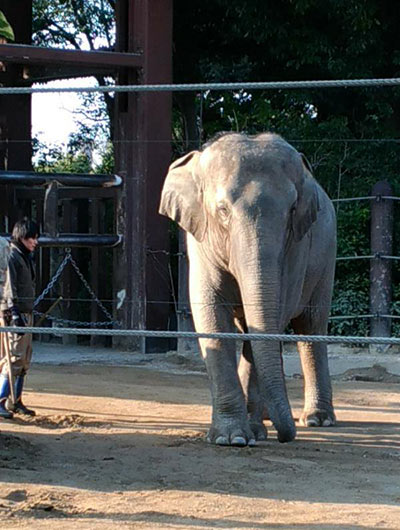 上野動物園の象