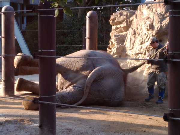 上野動物園の象